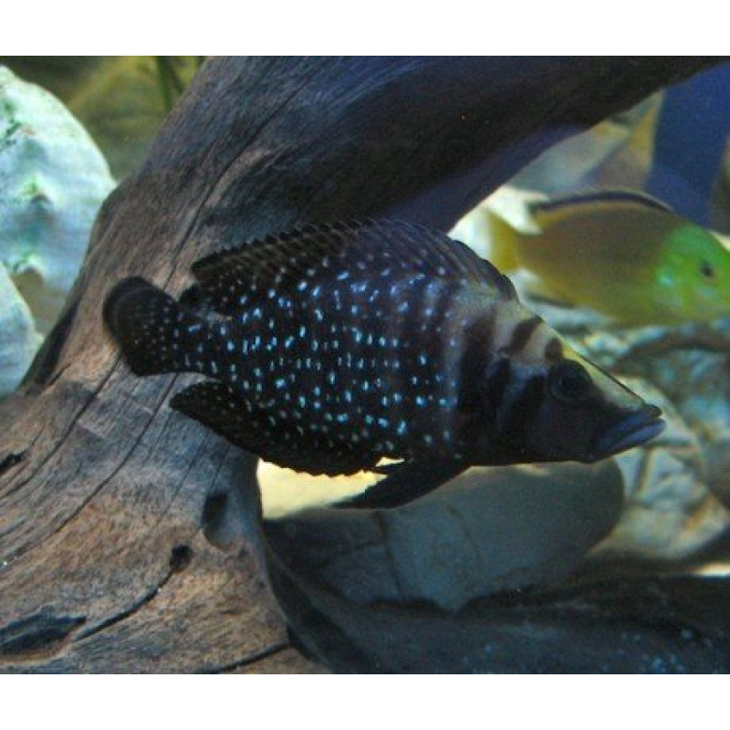 5x Altolamprologus Calvus Black Pearl 3-5cm F1